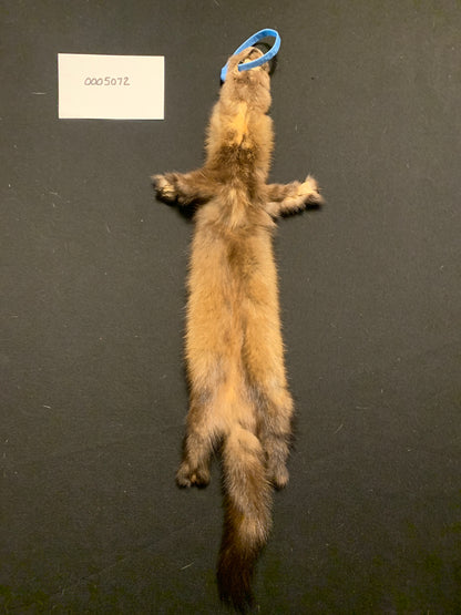 Marten (sable) pelt 5072