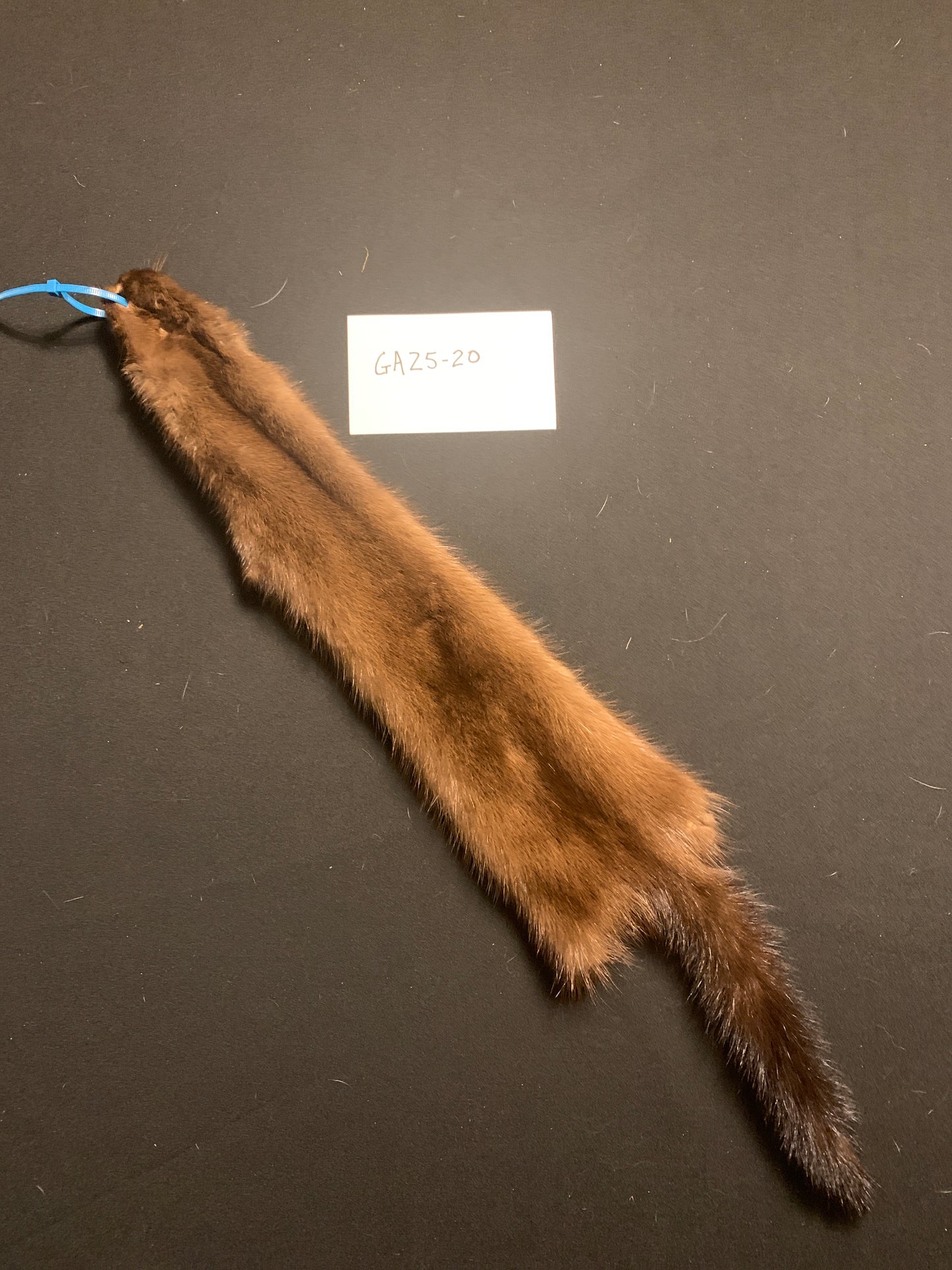 Buck mink GA25-20
