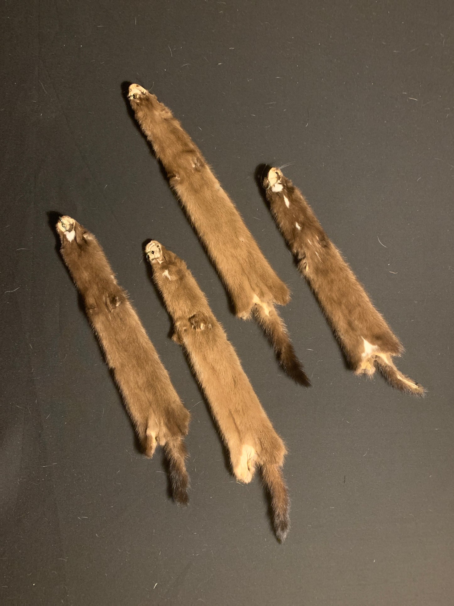 Female mink from Indiana