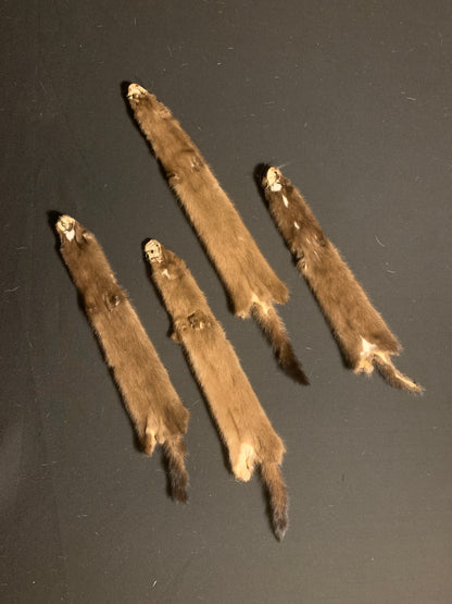 Female mink from Indiana