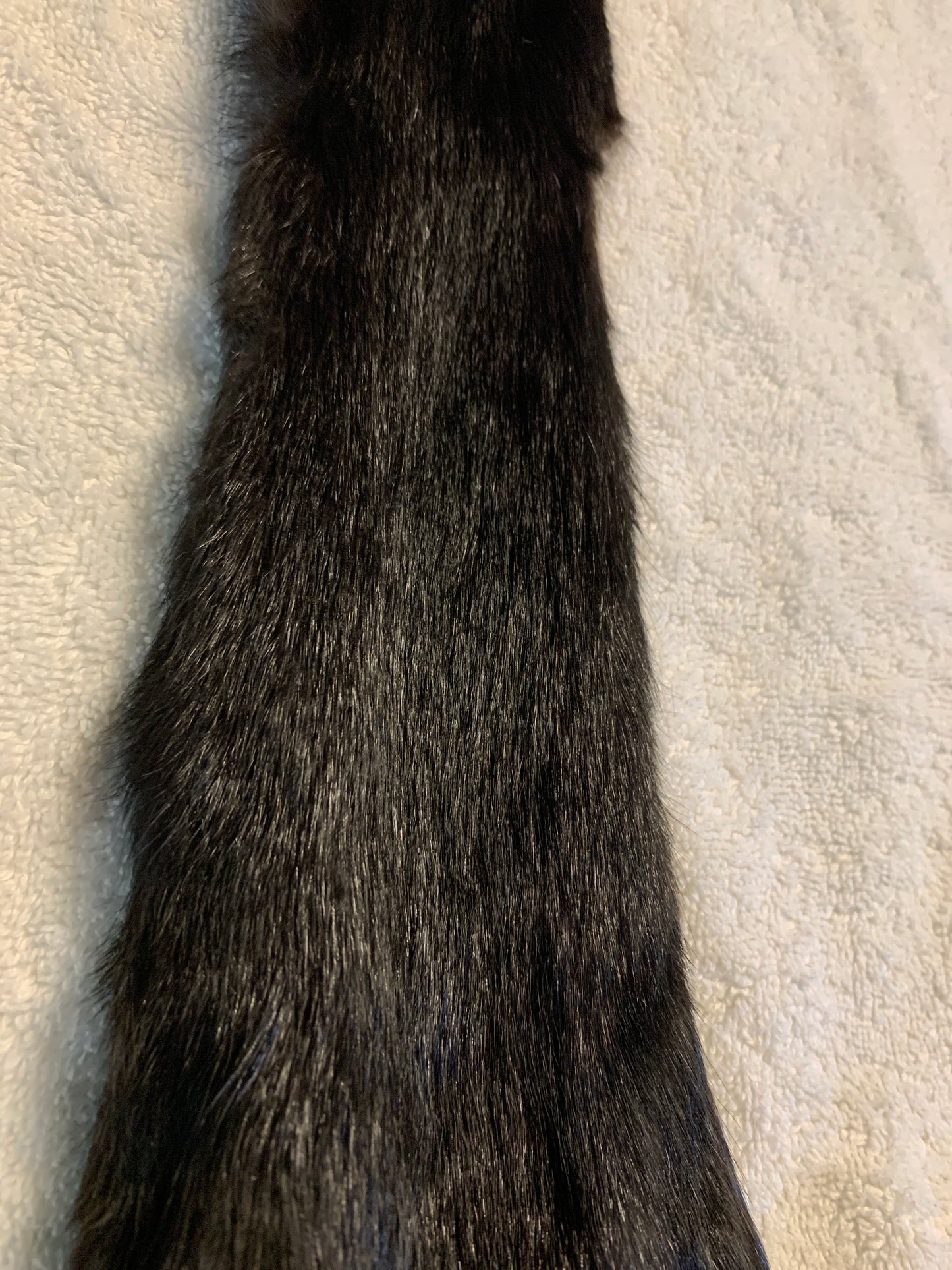 Black squirrel BHFSQ26-03