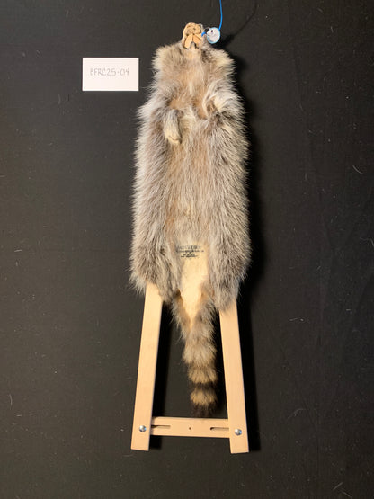 Raccoon pelt BFRC25-04