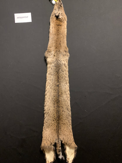 Bobcat pelt ARB0044315