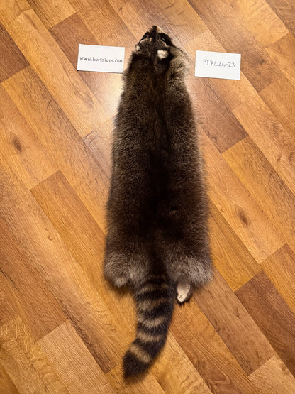 Raccoon pelt PIRC26-23