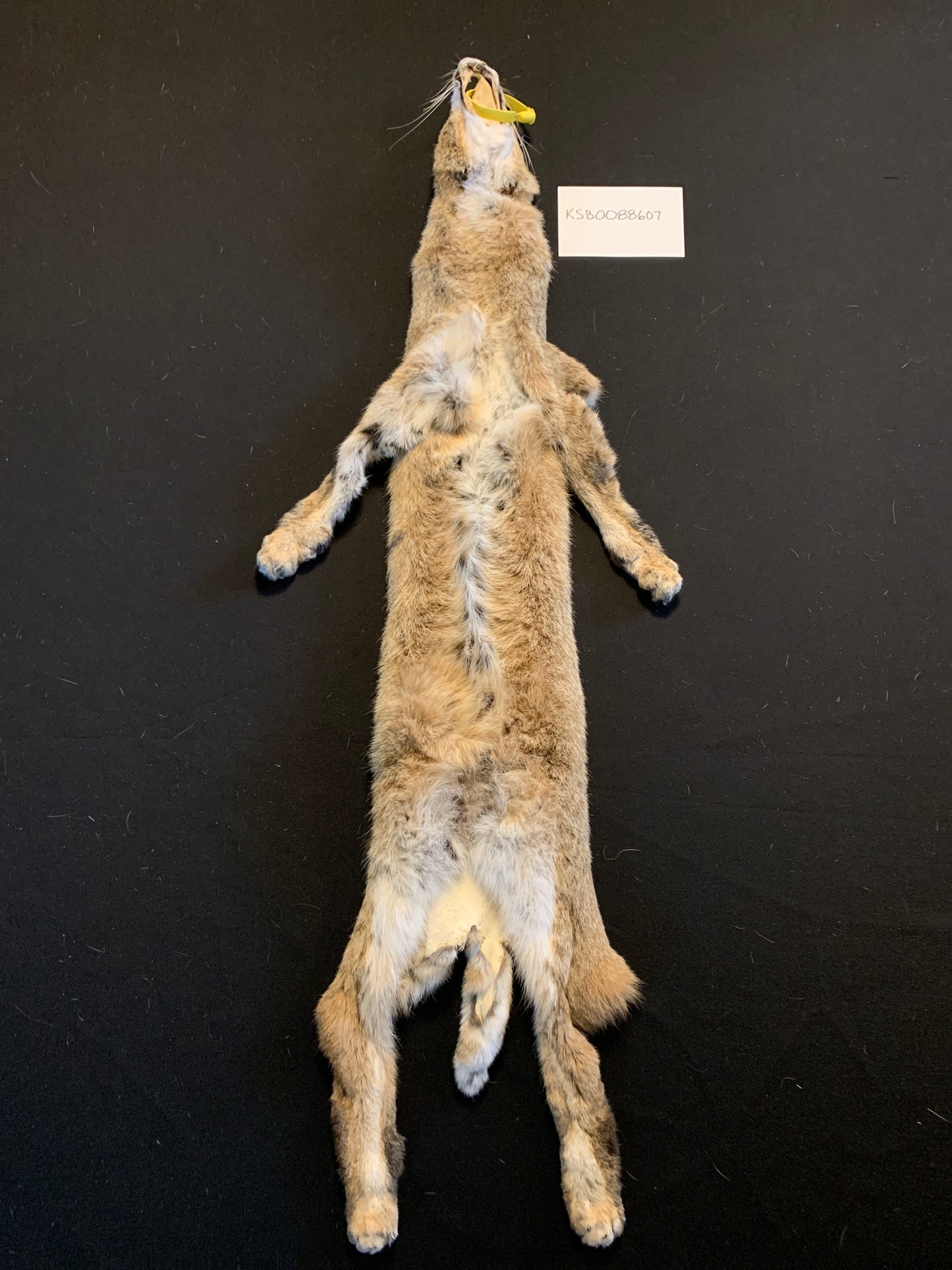 Bobcat KSB0088607