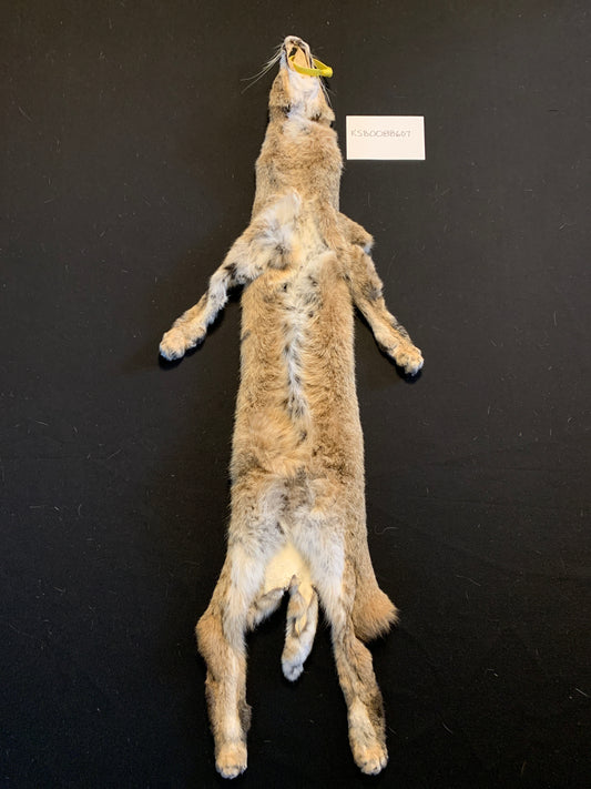 Bobcat KSB0088607
