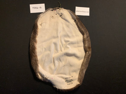 Beaver pelt PIB26-18