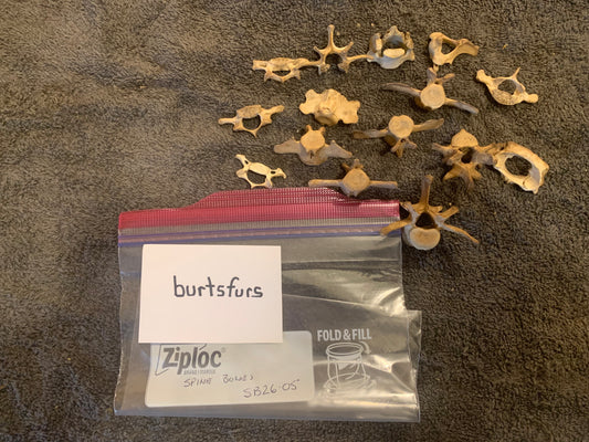 Beaver bones