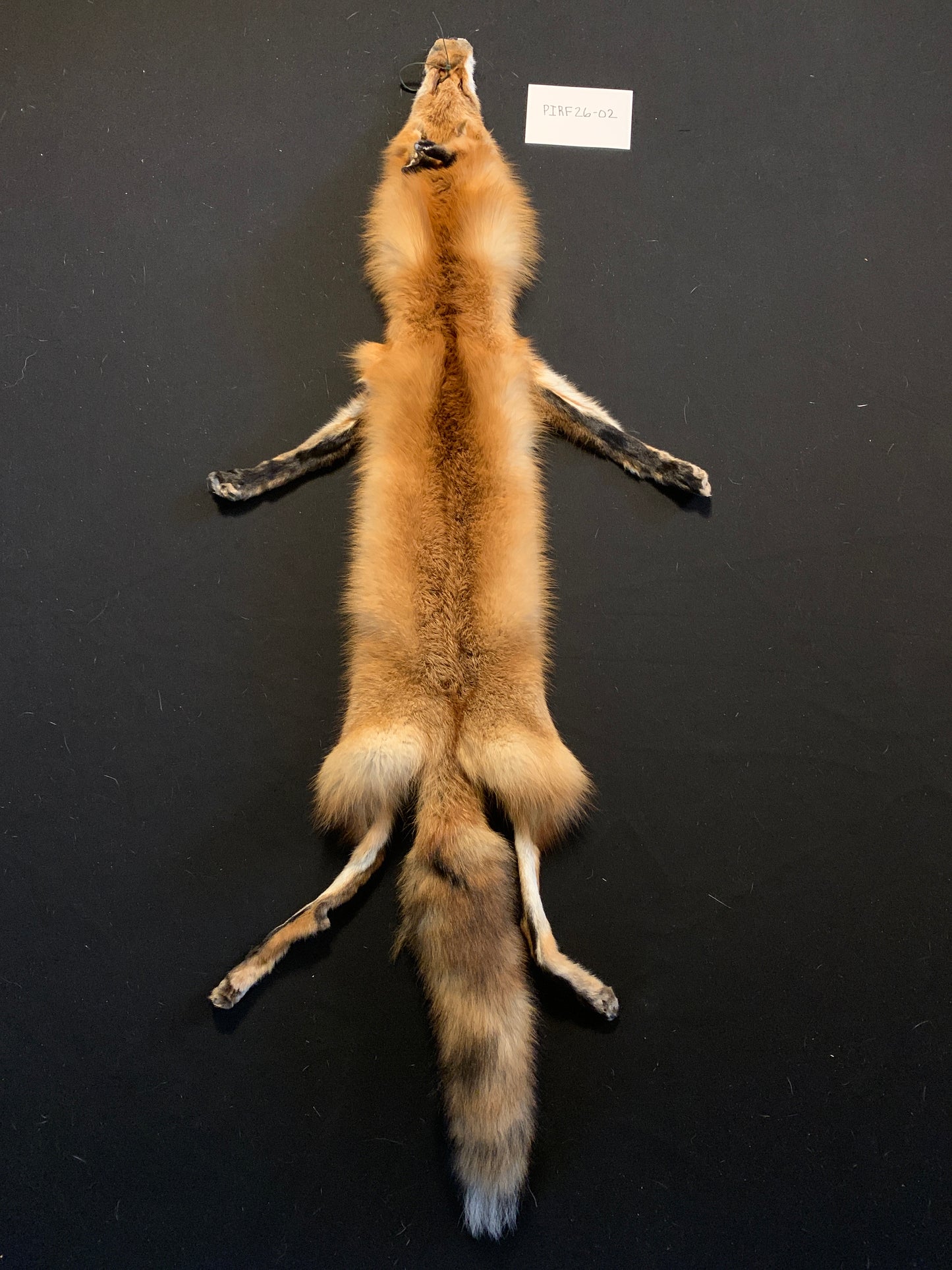 Red fox PIRF26-02