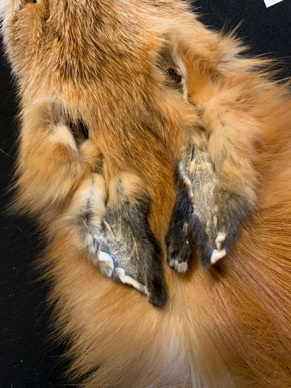 Red fox PIRF26-02