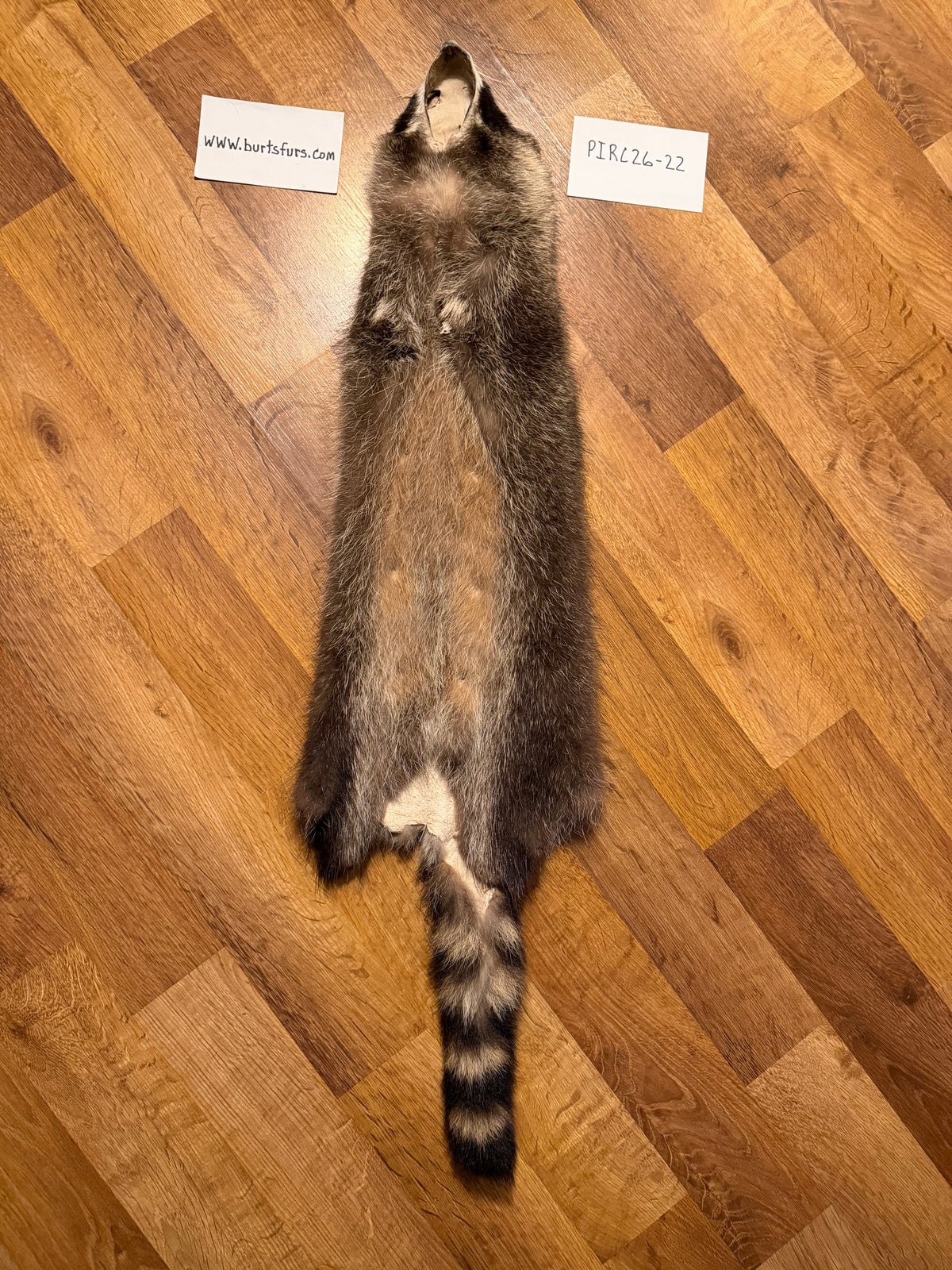 Raccoon pelt PIRC26-22