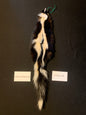 Skunk fur GSK26-08