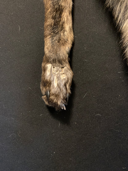 Coyote PIC26-01