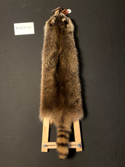 Raccoon BFRC24-107