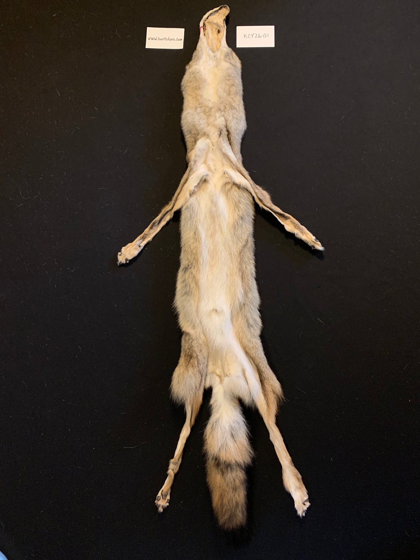 Coyote pelt  KCY26-01