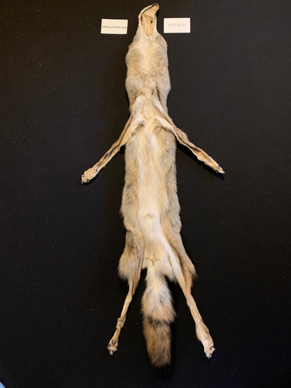 Coyote pelt  KCY26-01