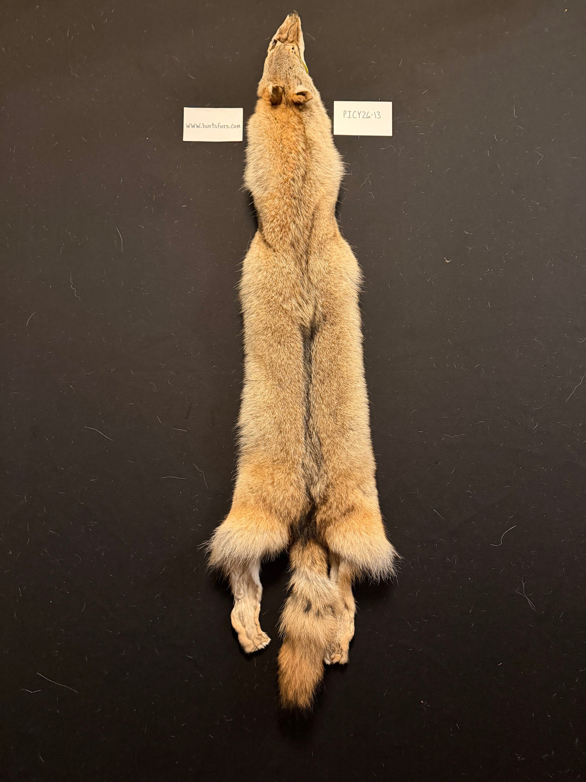 Coyote pelt PICY26-13