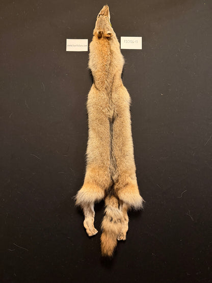 Coyote pelt PICY26-13