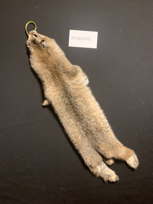 Bobcat MIB0011931