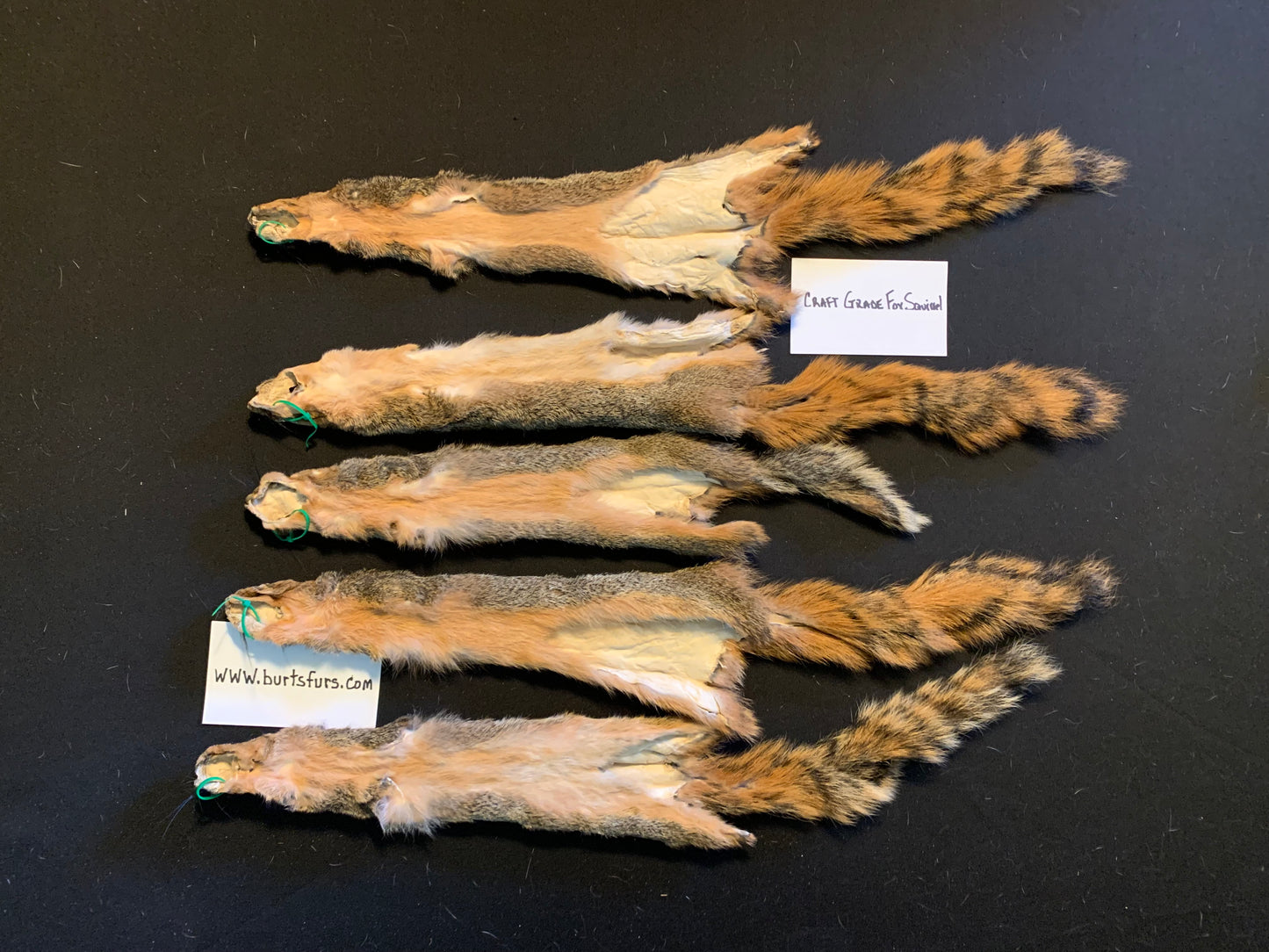 Fox squirrel craft grade