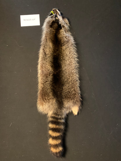 Raccoon pelt RCA23-04