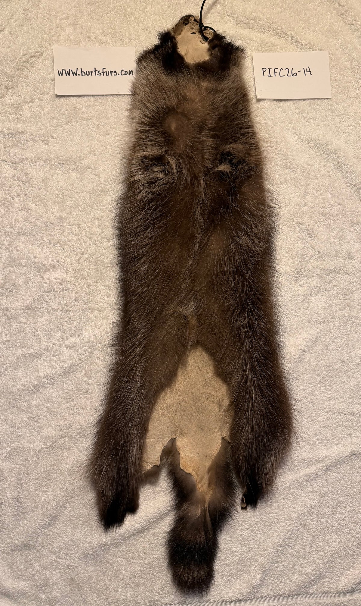Fishercoon raccoon pelt PIFC26-14