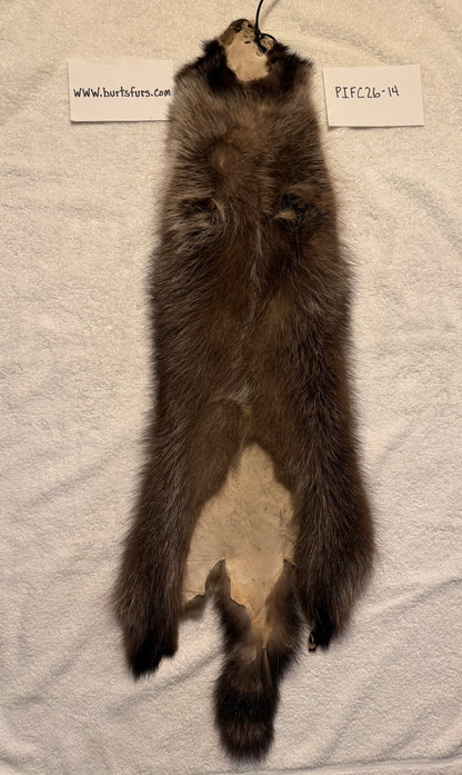Fishercoon raccoon pelt PIFC26-14