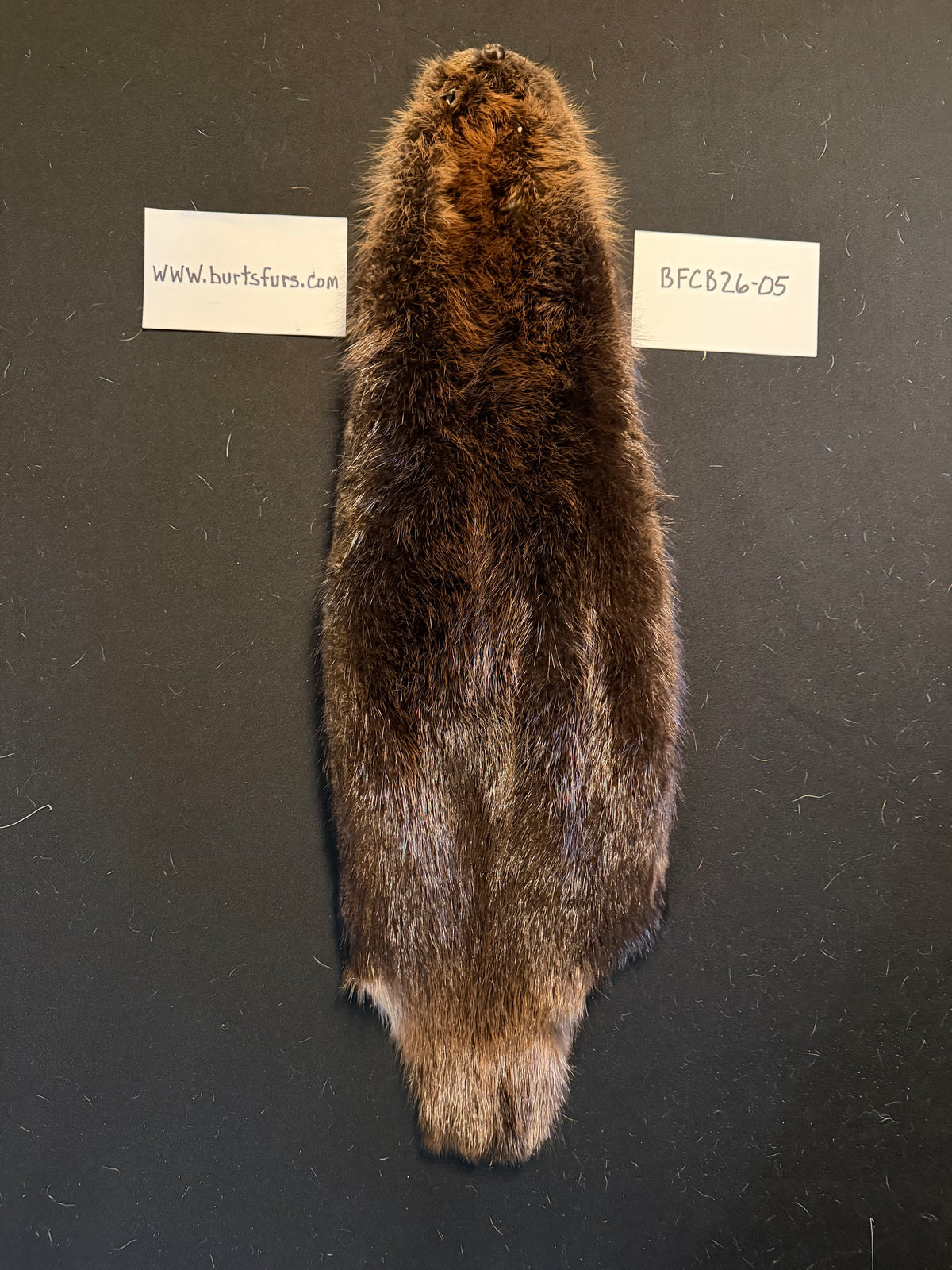 Beaver pelt cased BFCB26-05