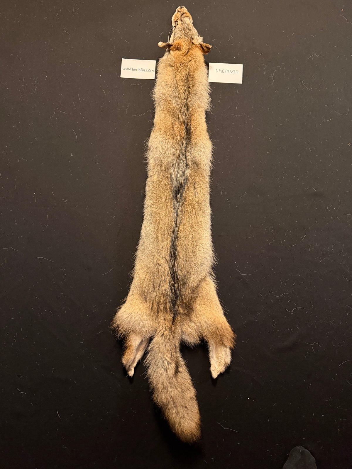 Coyote pelt NMCY23-20