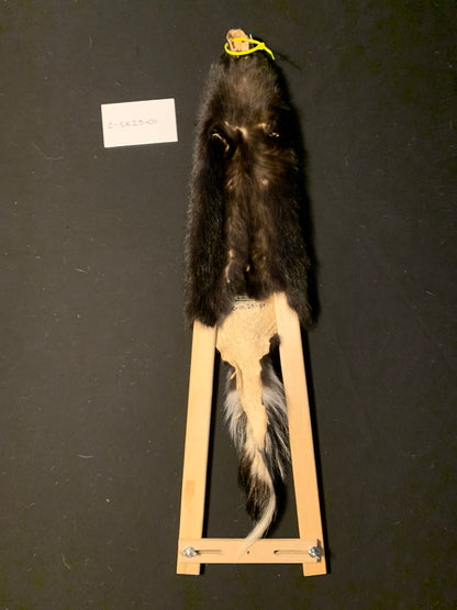 Skunk pelt C-SK25-01