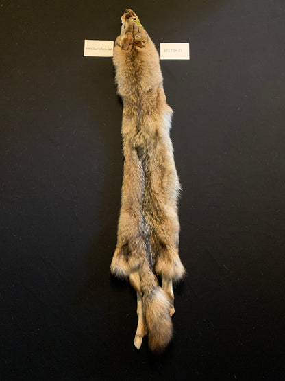 Coyote fur BFCY24-21