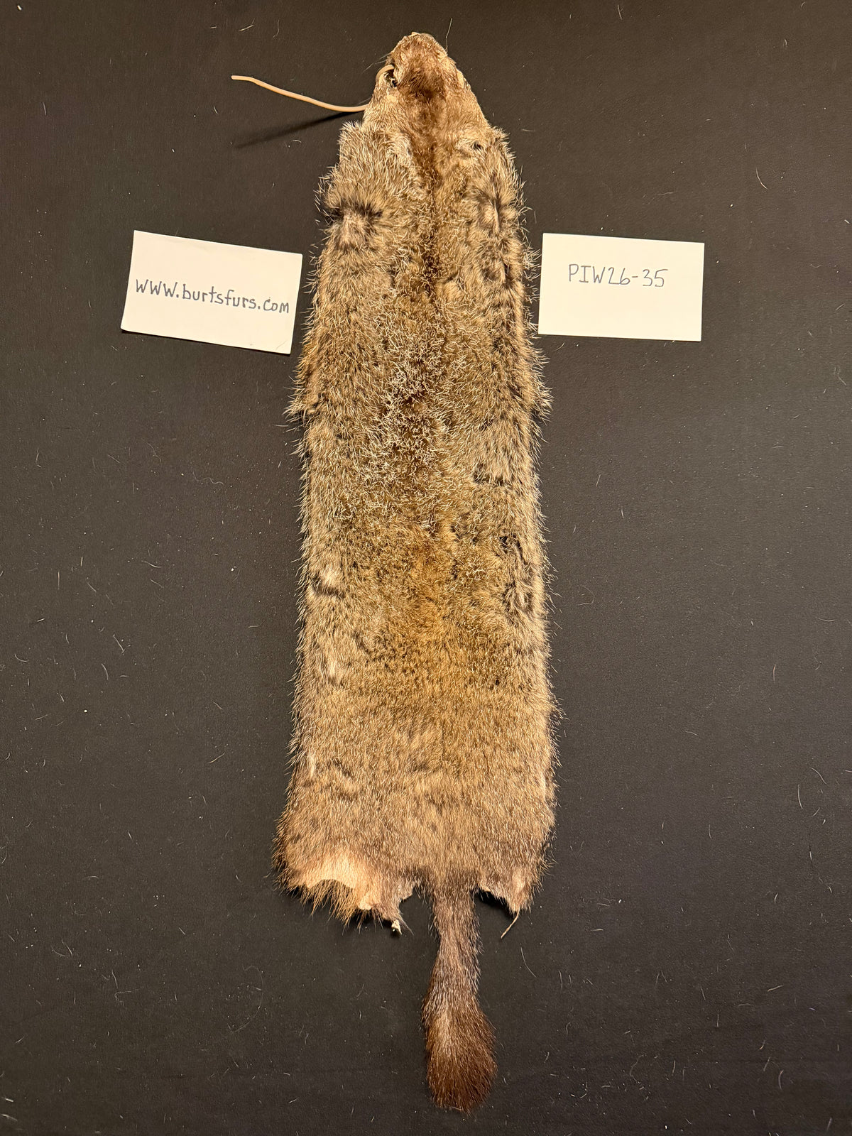 Woodchuck pelt PIW26-35