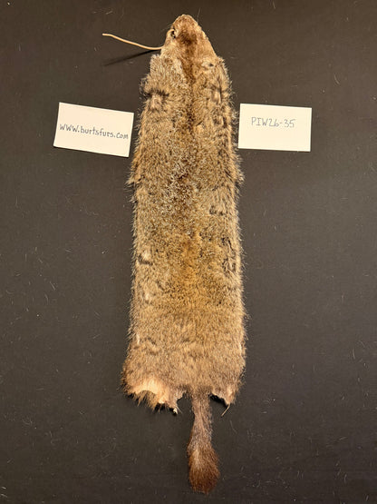 Woodchuck pelt PIW26-35