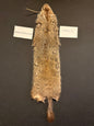 Woodchuck pelt PIW26-35