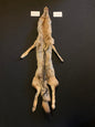 Coyote pelt KCY26-07