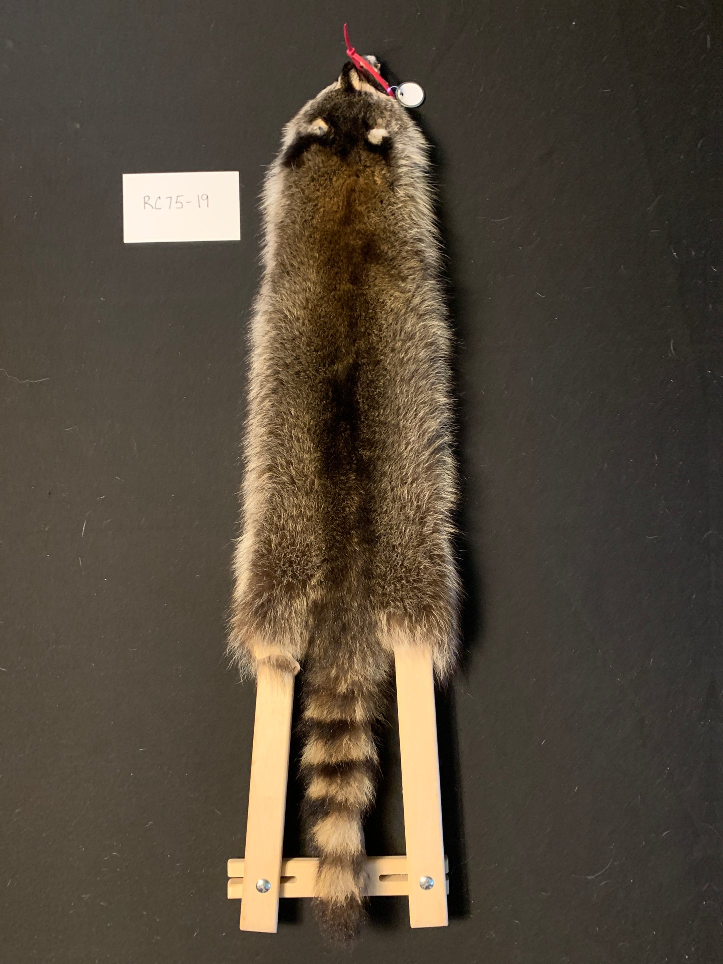 Raccoon fur RC75-19