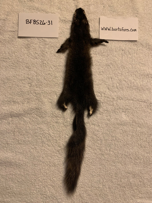 Black squirrel BFBS26-31