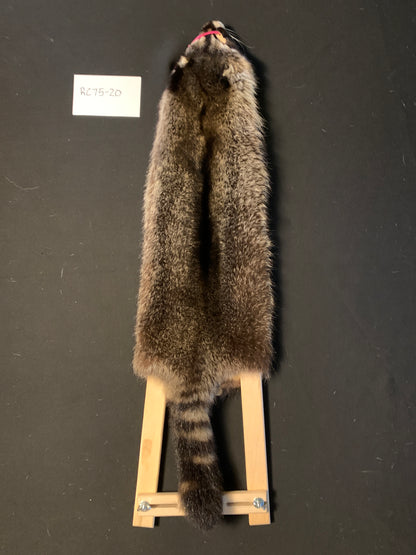 Raccoon pelt RC75-20