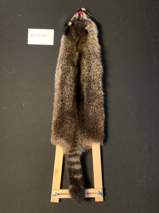 Raccoon pelt RC75-20