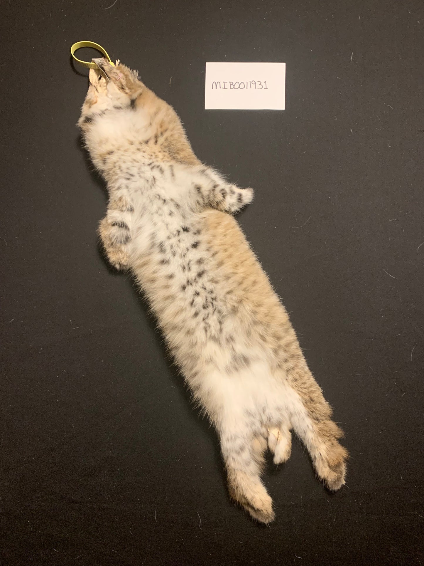 Bobcat MIB0011931