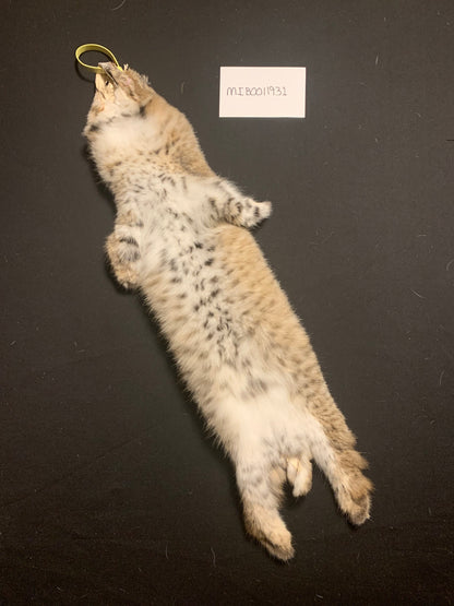 Bobcat MIB0011931