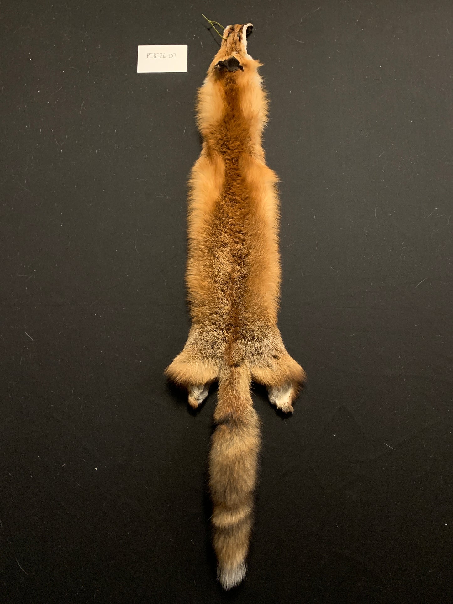 Red fox PIRF26-07