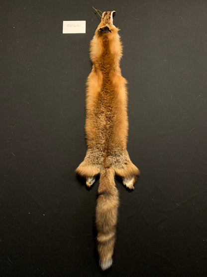 Red fox PIRF26-07