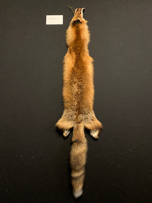 Red fox PIRF26-07