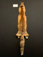 Red fox PIRF26-07