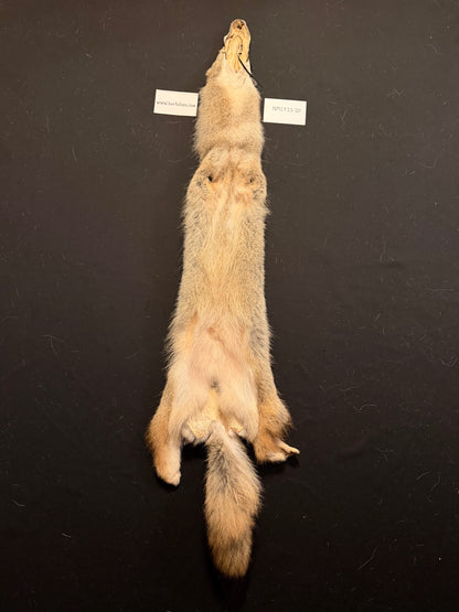 Coyote pelt NMCY23-20
