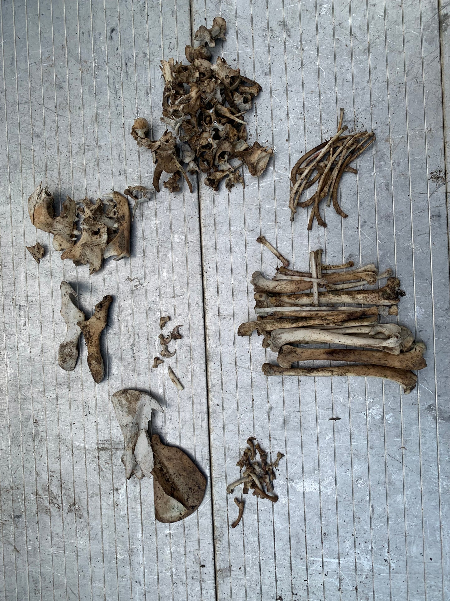 Bones