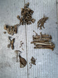 Bones