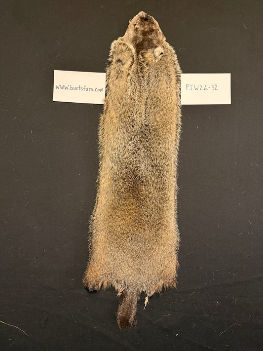 Woodchuck pelt PIW26-32