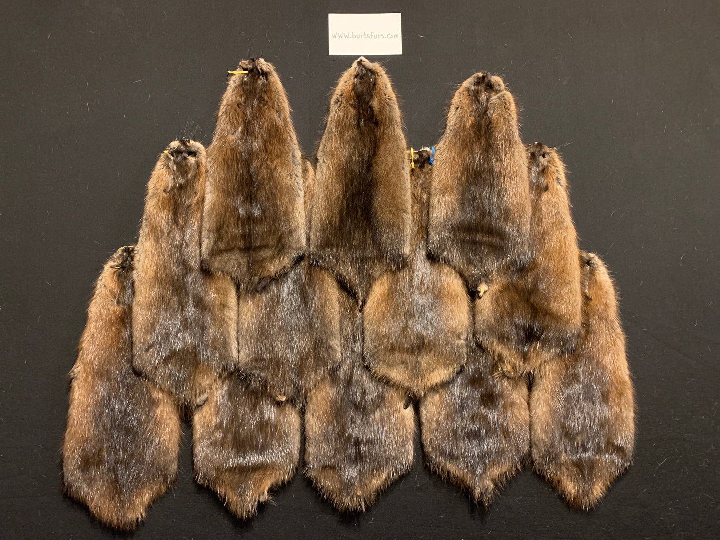XXL Muskrats pelts